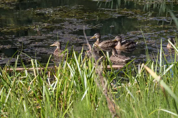 Vier Enten im Teich im Sommer — Stockfoto