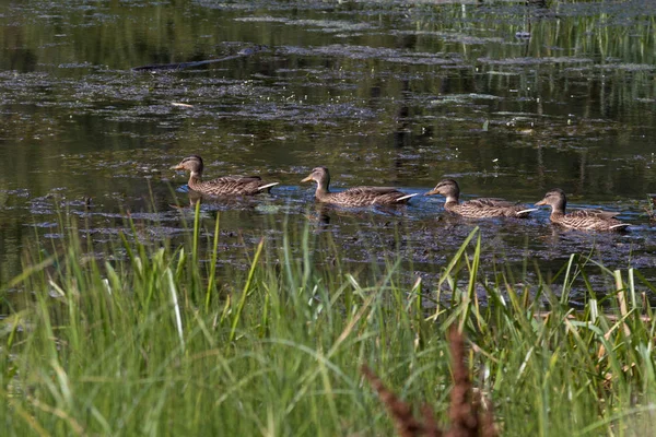 Four ducks in the pond in summer time — Stock Photo, Image