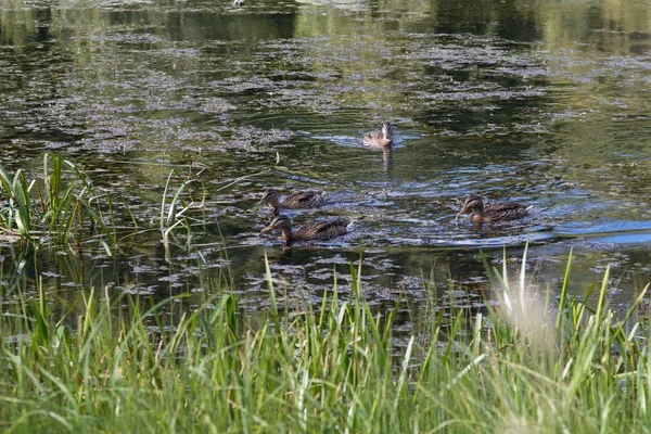 Die Enten im Teich — Stockfoto