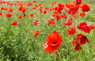 Kırmızı çiçek büyük haşhaş alan