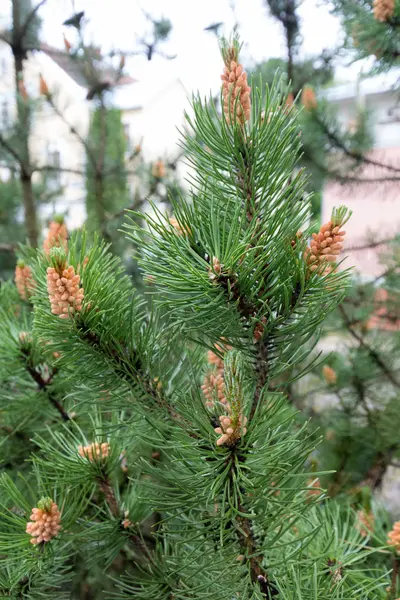 Eagles and cones of pine tree — Stock Photo, Image