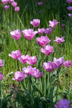 Yazın mor laleler ve yeşil çimenler