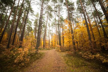 sonbahar orman. güzel manzara