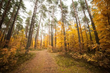 sonbahar orman. güzel manzara