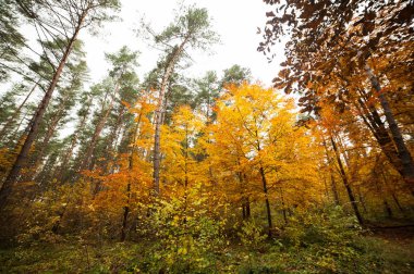 sonbahar orman. güzel manzara