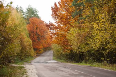 sonbahar orman. güzel manzara