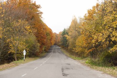 sonbahar orman. güzel manzara