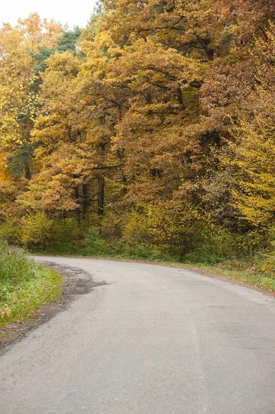 Осенний лес. красивый пейзаж — стоковое фото