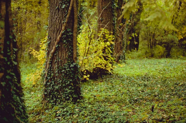 Hösten skogen. vackert landskap — Stockfoto