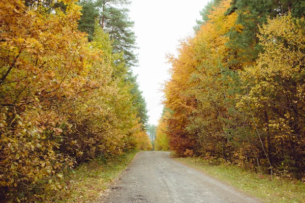 Forêt jaune d'automne — Photo