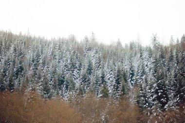 Kış dağ nehir ve orman