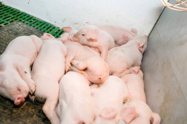 Domuz çiftliği. Küçük domuz yavruları