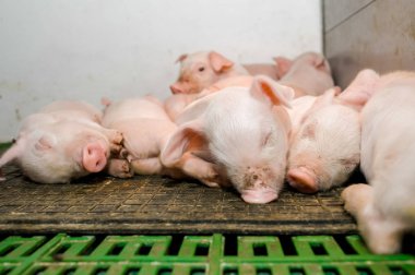 Domuz çiftliği. Küçük domuz yavruları