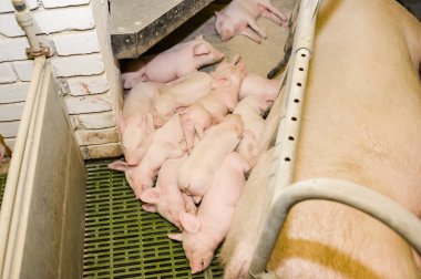 Domuz çiftliği. Küçük domuz yavruları