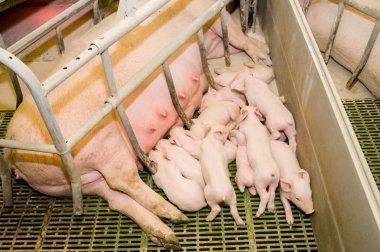 Pig farm. Little piglets clipart