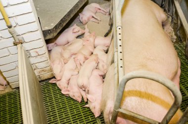 Domuz çiftliği. Küçük domuz yavruları