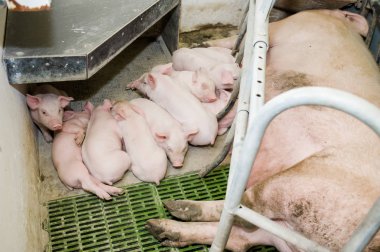 Domuz çiftliği. Küçük domuz yavruları