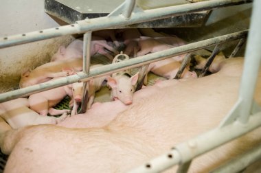 Domuz çiftliği. Küçük domuz yavruları