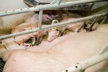 Domuz çiftliği. Küçük domuz yavruları