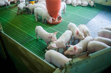 Domuz çiftliği. Küçük domuz yavruları