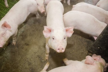 Domuz çiftliği. Küçük domuz yavruları