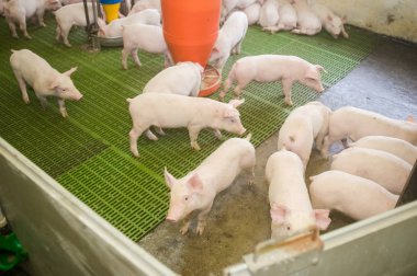 Domuz çiftliği. Küçük domuz yavruları