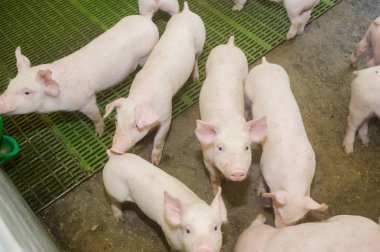 Domuz çiftliği. Küçük domuz yavruları