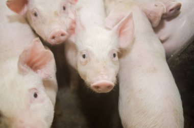 Domuz çiftliği. Küçük domuz yavruları