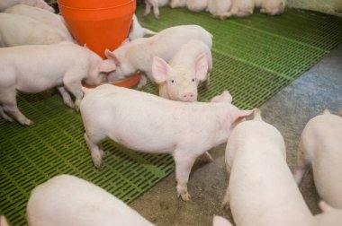 Domuz çiftliği. Küçük domuz yavruları