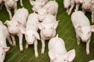 Domuz çiftliği. Küçük domuz yavruları