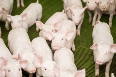 Domuz çiftliği. Küçük domuz yavruları