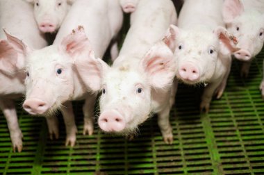 Domuz çiftliği. Küçük domuz yavruları