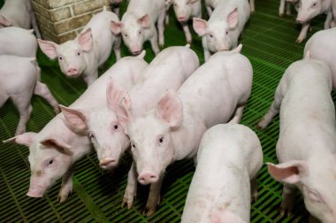 Domuz çiftliği. Küçük domuz yavruları