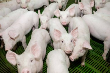 Domuz çiftliği. Küçük domuz yavruları