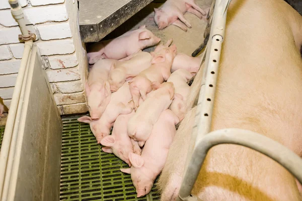 Domuz çiftliği. Küçük domuz yavruları