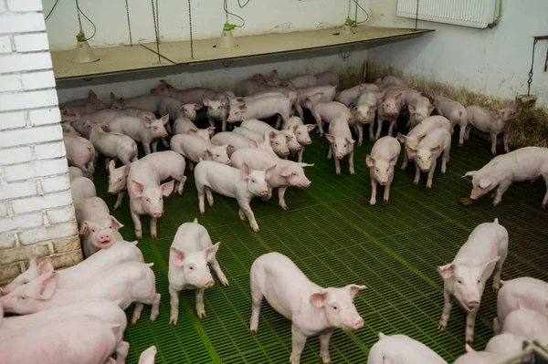 Pig farm. Little piglets — Stock Photo, Image