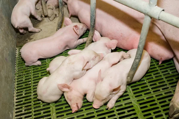 돼지 농장입니다. 작은 piglets — 스톡 사진