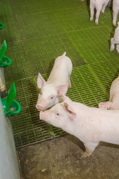 Domuz çiftliği. Küçük domuz yavruları