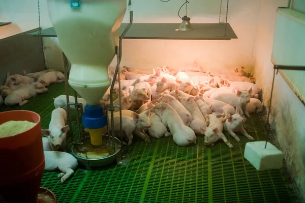 Domuz çiftliği. Küçük domuz yavruları