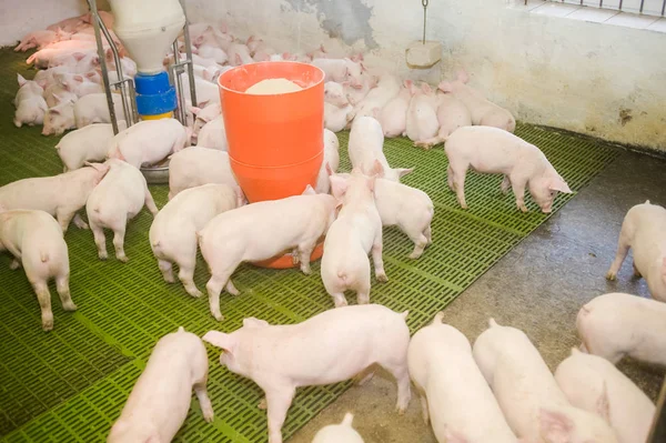 Domuz çiftliği. Küçük domuz yavruları