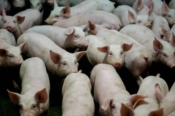 Domuz çiftliği. Küçük domuz yavruları