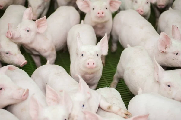 Domuz çiftliği. Küçük domuz yavruları — Stok fotoğraf