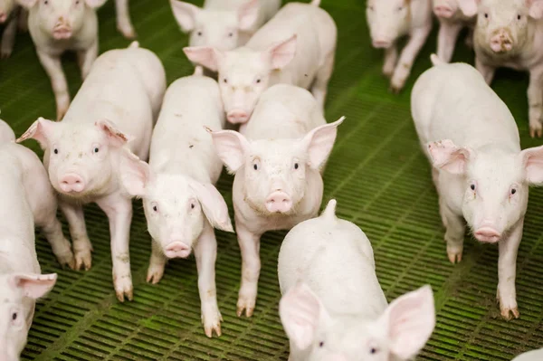 Domuz çiftliği. Küçük domuz yavruları