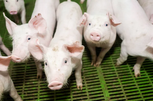 Domuz çiftliği. Küçük domuz yavruları