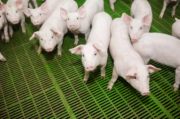 Domuz çiftliği. Küçük domuz yavruları