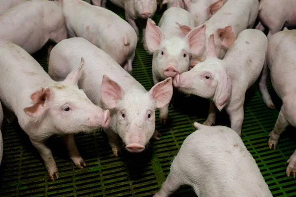 Pig farm. Little piglets — Stock Photo, Image