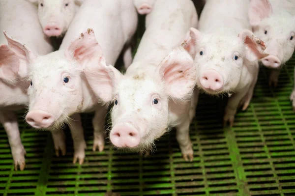 Domuz çiftliği. Küçük domuz yavruları