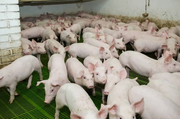 Domuz çiftliği. Küçük domuz yavruları