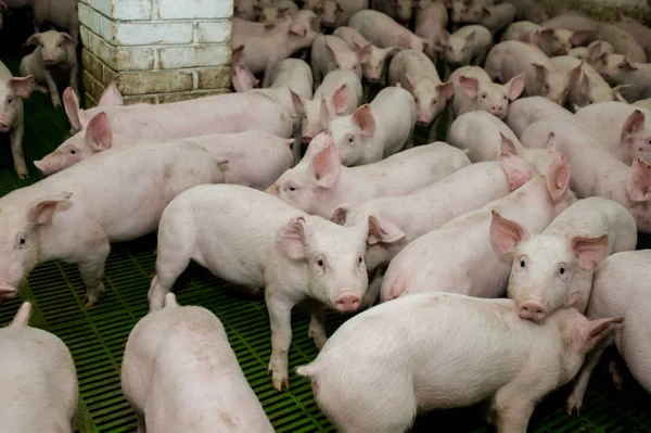 Granja de cerdos. Pequeños lechones — Foto de Stock