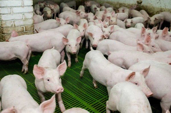 Domuz çiftliği. Küçük domuz yavruları